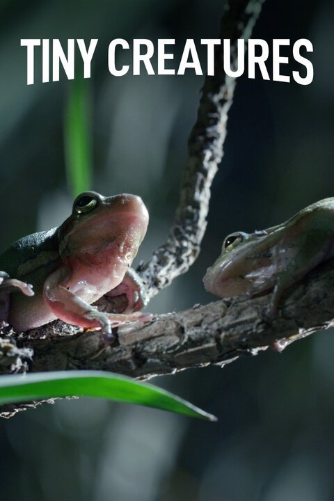 Tiny Creatures